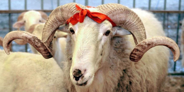 thumbs_b_c_dfd5fa262bef4858944bbcb8f78d5eca