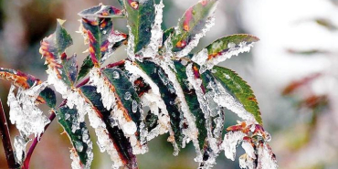 6817d4209e1c606b5fe9d50e