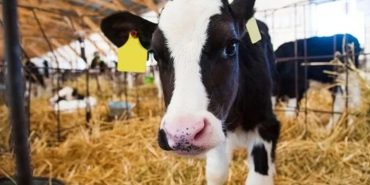 buzagi-destegi-icin-son-tarih-aciklandi-basvurular-16-haziranda-sona-eriyor