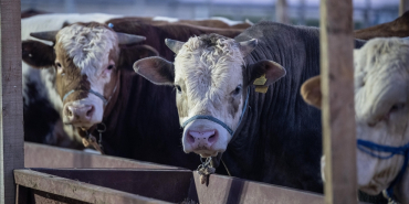 thumbs_b_c_7c7c36d5b34ac550090c4d0abd111dbe