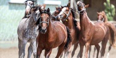 thumbs_b_c_c7be7e8e1968a2162bc2e1f067260883