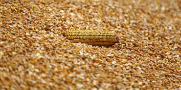 thumbs_b_c_d15f55f0bb7be7634b3bcd613494893e