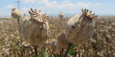 thumbs_b_c_d86d9a4df389b48a3efb58dc5a5e9a62