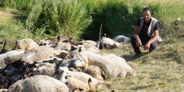 MUŞ'TA 150 KOYUN TELEF OLDU