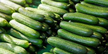 salatalikjpg-N7jQMiYnJEetpeT7iH3Wtw