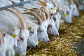 thumbs_b_c_b96197526acbdfed7f0f418f00618e77