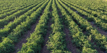 thumbs_b_c_60254303b0fd4859c1773f47fe11b26d