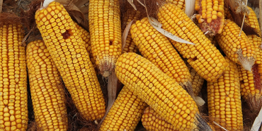 thumbs_b_c_752f6aaa0d663420a850f3876c1f75bf