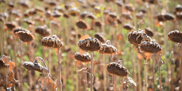 thumbs_b_c_d13edcd383f76e9019c732588d0d81e3