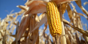 thumbs_b_c_d244d22499cd01488e59f3f8469c202d