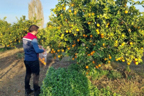 KOÇARLI'DA NARENCİYE BAHÇELERİ KONTROL ALTINDA