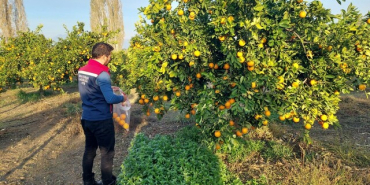 KOÇARLI'DA NARENCİYE BAHÇELERİ KONTROL ALTINDA