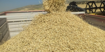 Çorum'da arpa hasadına başlandı