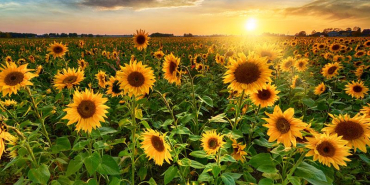 aycicegi-cekirdegi-nasil-hasat-edilir-c8980f2f-63a3-44bb-8523-5efe2b239c68