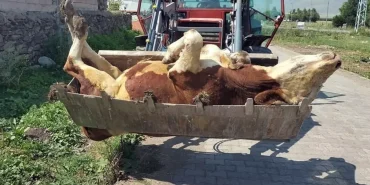 sap-salgininin-en-cok-vurdugu-ilimiz-18906105_3286_amp