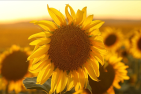 thumbs_b_c_796ffd44ea43227cb8f9cdd81c81cb34