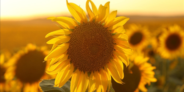 thumbs_b_c_796ffd44ea43227cb8f9cdd81c81cb34