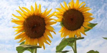 68d4fb077e5dce51faf14b33