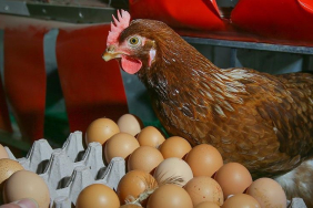 thumbs_b_c_7d154f8a4d589330f10fabc632c20cf5