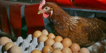 thumbs_b_c_7d154f8a4d589330f10fabc632c20cf5