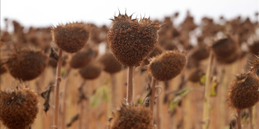 thumbs_b_c_875e15cf456302d19e04b795deb27db1