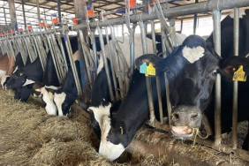 hastalik-nedeniyle-hayvanlar-erken-kesime-gitti-et-fiyatlari-frenlendi