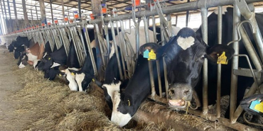 hastalik-nedeniyle-hayvanlar-erken-kesime-gitti-et-fiyatlari-frenlendi