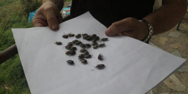 kokarca-aa-2285788_2