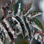 resized_cf0f2-4dbc20eeziraidon