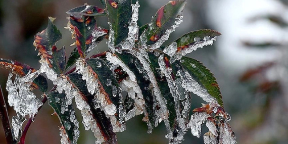 ÇKS’ye Kayıtlı Üreticilere Önceki Ödemelere Ek 798 Milyon TL Zirai Don Desteği Yapılıyor