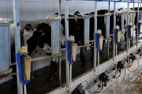 thumbs_b_c_7fdbfad618fa067a9310eb765f31a840