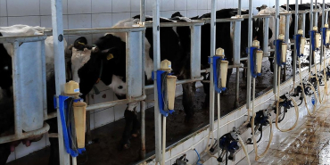 thumbs_b_c_7fdbfad618fa067a9310eb765f31a840