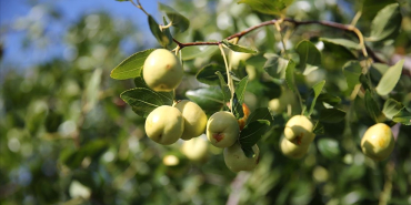 thumbs_b_c_9494ac0a51aae9dbcf46ffc6070dce85