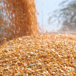 tigem-1400-ton-dane-misir-satacak