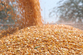 tigem-1400-ton-dane-misir-satacak