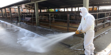 ADIYAMAN HAYVAN PAZARINDA ŞAP SALGINI 400 HAYVAN GÖZETİM ALTINDA