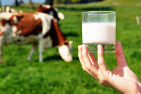 ÇİĞ SÜT DESTEKLEME ÖDEMESİ YATIRILMAYA BAŞLADI