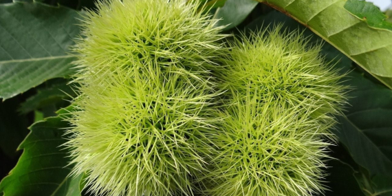 Bu Ağacı Dikene Devlet Yüzde 75 Destek Verecek