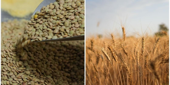 Yeşil Mercimek ve Yulaf İthalatında Gümrük Vergileri Düşürüldü