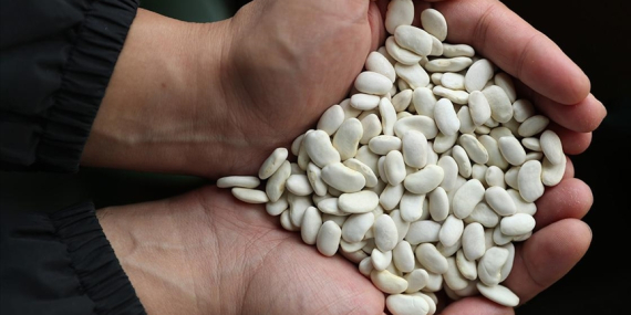 Erzincan’da Geliştirilen ve Tescillenen Fasulyeler Genetik Miras Olarak Korunacak