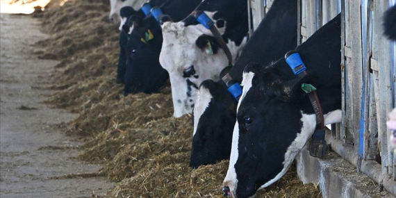 Mütevazı Çiftliğini Devlet Destekleriyle Modern Süt Üretim Tesisine Dönüştürdü