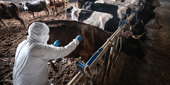 Tarım ve Orman Bakanlığı Şap Hastalığının Kontrol Altına Alındığını Bildirdi