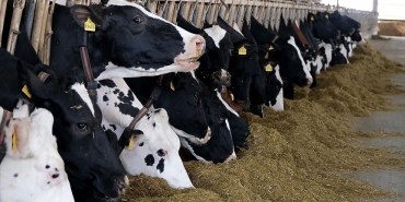 thumbs_b_c_9d6ae856da65fcce1b9922fc2ba8dc29