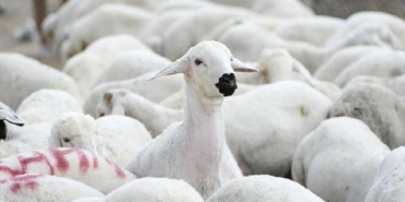 kucukbas-hayvan-aa-1766098_2