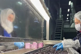 mehmetcigin-gidasi-ozel-olarak-secilip-laboratuvarda-inceleniyor