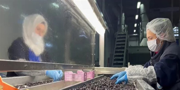 mehmetcigin-gidasi-ozel-olarak-secilip-laboratuvarda-inceleniyor