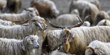 thumbs_b_c_318696528b66385a905f091a2596d462