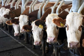 thumbs_b_c_522ae5d114354eabe3646690870567b2