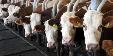 thumbs_b_c_522ae5d114354eabe3646690870567b2