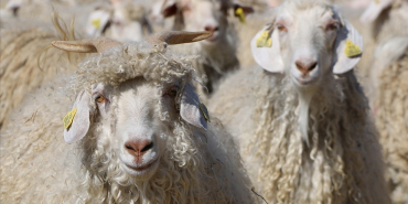 thumbs_b_c_9c928df8f2d93a6327be7fc40817a0ba